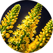 luteolin